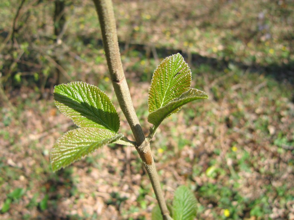 Viburnum lantana